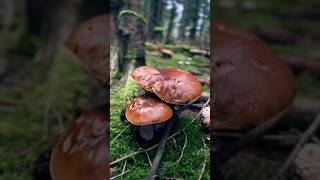 🍄‍🟫🍄‍🟫🍄‍🟫🎉mushrooms boletus pilze funghi nature porcini грибочки grzyby shorts gribi [upl. by Lanevuj]