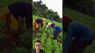 The farmer is harvesting vegetables Cilantro sonasmr [upl. by Tnairb]