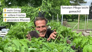 TomatenAnbau einfach erklärt 🤓 wie erreichen wir hohe Erträge süße Früchte und gesunde Pflanzen [upl. by Sheilah]