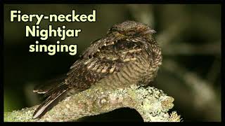 FIERYNECKED NIGHTJAR singing [upl. by Etteluap]