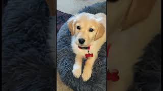 My mummy says I’m the cutest is she right  dog goldenretreiver cutepet puppy fyp viralvideo [upl. by Voorhis]