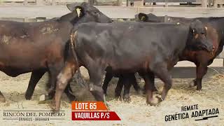 LOTE 65 RINCON DEL POMBERO [upl. by Laehpar]