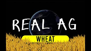 Real Ag Wheat [upl. by Yruam23]