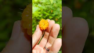 Salmonberry Cascades  4K  Nature  Foraging  Water Sounds [upl. by Leveroni]