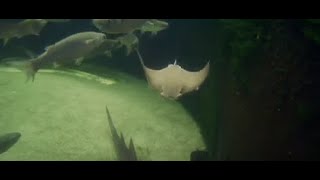 Ask the Aquarist Cownose Ray Pups [upl. by Lalo]