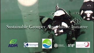 Sustainable Grouper Aquaculture Initiative [upl. by Noivaz385]