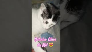 Gatinha linda de olhos cor de Mel 😻 shorts cutecats gatosfofos [upl. by Whittaker]