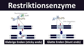 Restriktionsenzyme sticky ends blunt ends Grundlagen der Gentechnik Biologie Oberstufe 27 [upl. by Terrill]