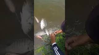 Mancing hasil setrek nya lumayan banyak [upl. by Wells]