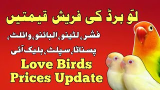 Love Bird Price  Love birds Mutations prices 2023 [upl. by Leunammi]