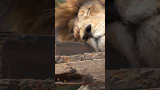 Lion NATURE WEILDLIFE ANIMALS SONYA6700 4K 4kwildlife Sony167004k 4k120p sony [upl. by Amzu]