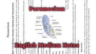 Paramecium  Classification Structure Function Locomotion Nutrition and Reproductiveparamecium [upl. by Enaoj952]