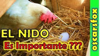 Importancia del NIDO para las gallinas en gallineros de postura [upl. by Yelruc]