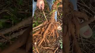 Roots Cutting with Hand Toka Precision Chopping [upl. by Siraved72]