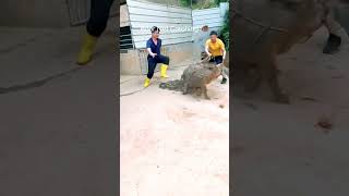 How to catch up the boar animals funny pig baboy tamil DISCLAIMER No Animals Were Harmed ✅ [upl. by Maunsell]