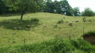 Berger cévenol Ardèche [upl. by Aguste]