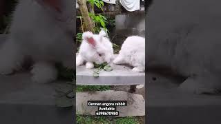 german angora rabbit Available all colors angorarabbit exoticpet [upl. by Nnaassilem]