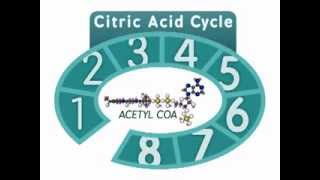 The Citric Acid Cycle An Overview [upl. by Cynth]