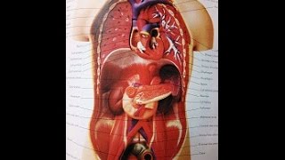 URINARY BLADDER DIVERTICULUM [upl. by Esylla]