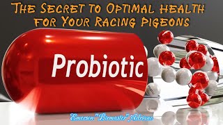 BIRDMASTER quotPrebiotic and Probiotic The Secret to Optimal Health for Your Racing Pigeonsquot [upl. by Macrae712]