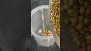 How to make dhaniya powder recipe coriander powderBenefits of DhaniyaYouTubeshorts shorts feed [upl. by Navert]