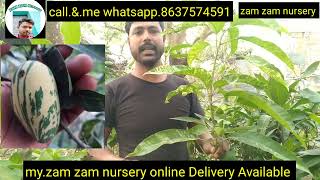 Bari 8 All time mango new variety  Chiang mai mango plant  Zam zam Nursery online Delivery Availab [upl. by Elicia]