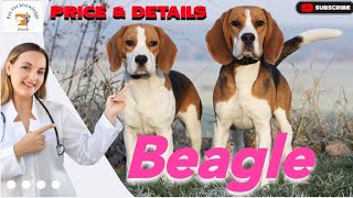 🐶 Beagle Dog Breed Price amp Details in India  Hindi  dog beagle PetVetKnowledge [upl. by Nawoj]