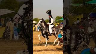 horse horses horseriding horselover animals animallover new shorts viralvideo viralshorts [upl. by Marceau766]