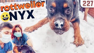 Rottweiler NYX ile Karlarda Boğuştuk 40KG Olmuş 😍 DoBiDa 227 [upl. by Esinehs]