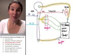 Autonomic Nervous System 3 Comparing VM and SM [upl. by Doughty]