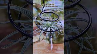 空氣鳳梨分株手榴彈小精靈瓜地馬拉 Tillandsia ionantha Guatemala Form  Air Plants in Taiwan [upl. by Lleznod668]