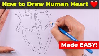 How to Draw Human Heart Easily [upl. by Accemahs]