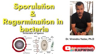 Sporogenesis I Regermination I Sporulation in bacteria I Endospores and Exospores Audio [upl. by Ecargyram]