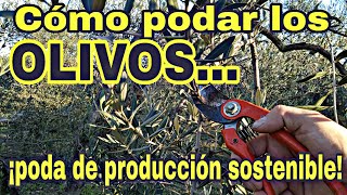 CÓMO PODAR LOS OLIVOS Poda de producción sostenible [upl. by Alleyne]