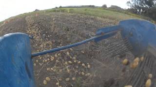 Digging potatoes  Vyorávanie zemiakov with Zetor 8011 [upl. by Pavier]