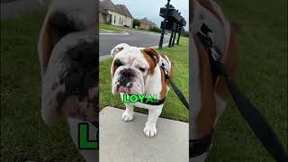 Aggressive Bulldog Unknown Facts😨😱😲🤬😡😇americanbulldog bulldog shorts [upl. by Hanavas275]