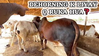 WHY I AM LATE ON DEHORNING❓DUSRA GHAR [upl. by Lehcear961]