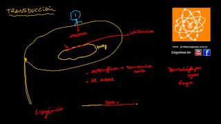 Transducción bacteriana [upl. by Rehpotisrhc]