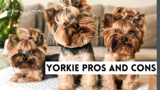 Yorkie Pros And Cons  Yorkie 101 [upl. by Retsevel]