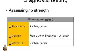 Dr Darin Madson  Pig Lameness and Diagnostic Lab Views [upl. by Nevanod]