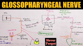 Glossopharyngeal Nerve  Cranial nerve anatomy [upl. by Notlrahc]