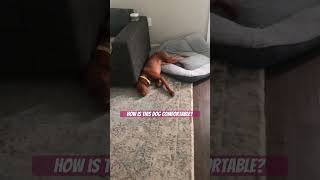 How are Vizslas comfortable They’re essentially cats… vizsla puppy [upl. by Acnalb]