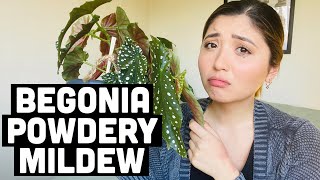 HOW TO TREAT BEGONIA POWDERY MILDEW  BEGONIA FUNGUS TREATMENT [upl. by Ivana]