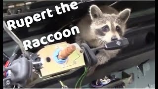 Compilation of Rupert the Raccoon videos re edit [upl. by Dnalyar]