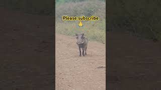 Mr kasongo warthog leaving for work at the Savanna funnyanimals [upl. by Merill]