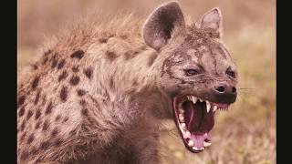 Hyena Sounds  Laughing Hyena laugh [upl. by Anyrak]