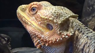 Pogona vitticeps Ahl 1926 HD  agame barbu bearded dragon  ExpoZoo  102014 [upl. by Anigue148]