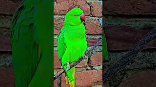 Perrot video viralvideos [upl. by Agan]