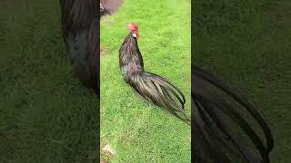 Ayam onagadori shortsvideo [upl. by Aneerbas]