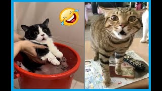 Funny CATS  Lustige Katzen Videos😹 quot2024quot Ep20 [upl. by Joyce103]